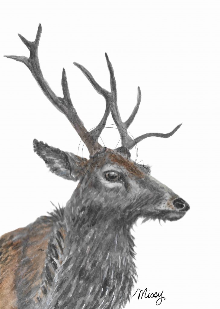 Oden the elk
