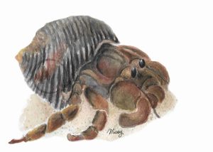 Hermy the Hermit Crab Print