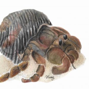 Hermy the Hermit Crab