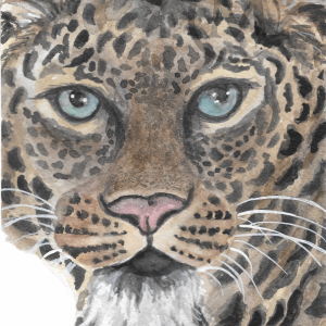 Sheba the Leopard