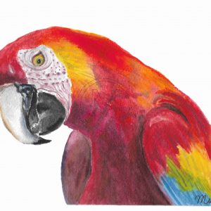 Charlie the parrot