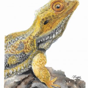 Rango the bearded dragon