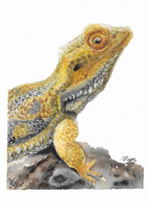 Rango the bearded dragon