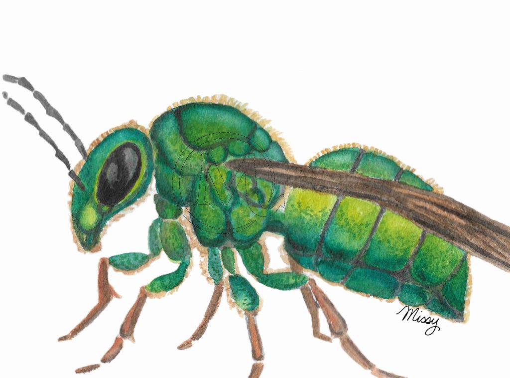 Nova the Jewel Wasp