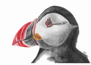 Sven the Puffin
