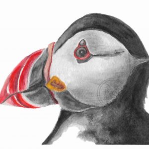 Sven the Puffin
