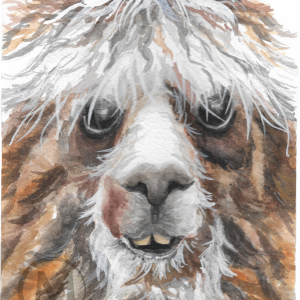Henry the Llama
