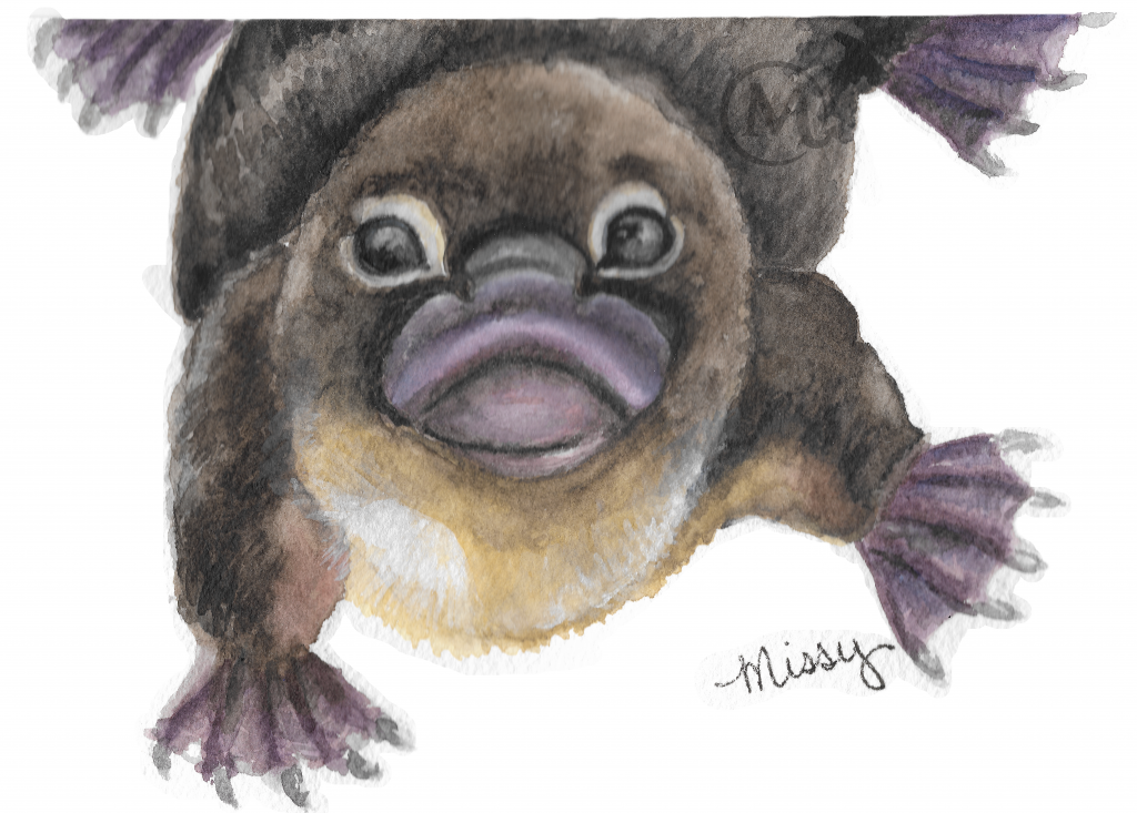 Perry the Platypus