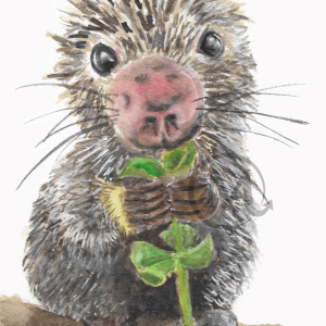 Tickles the Porcupine