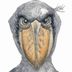The shoebill