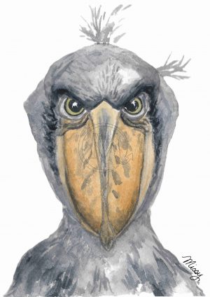 The shoebill