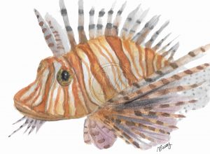 The lionfish