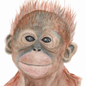 Little Arongunt the Orangutan