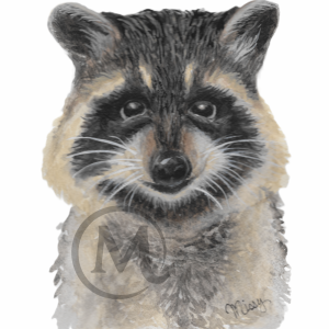 Remi the Raccoon