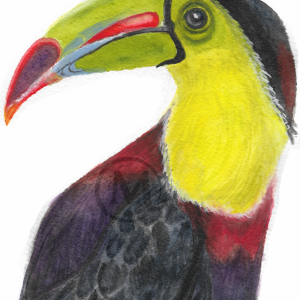 Sam the Toucan