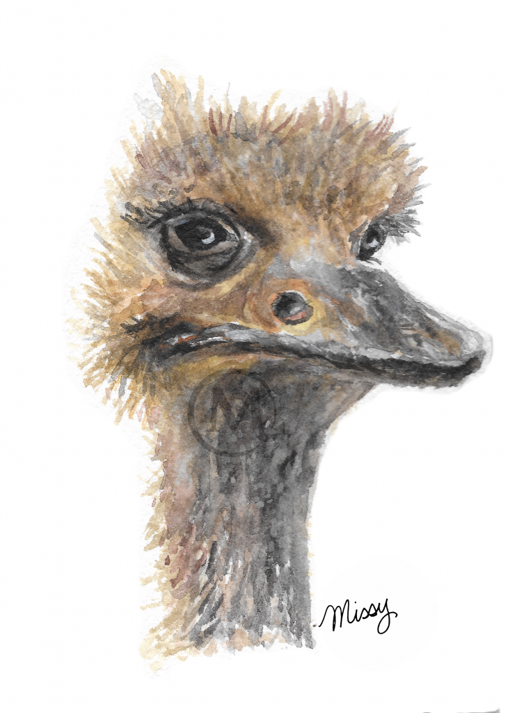 Daisy the Ostrich