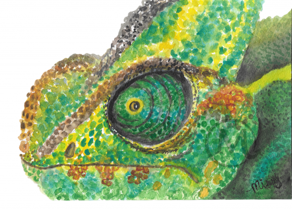 Mr.Ed the Chameleon