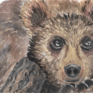 Bartholomew the Bear