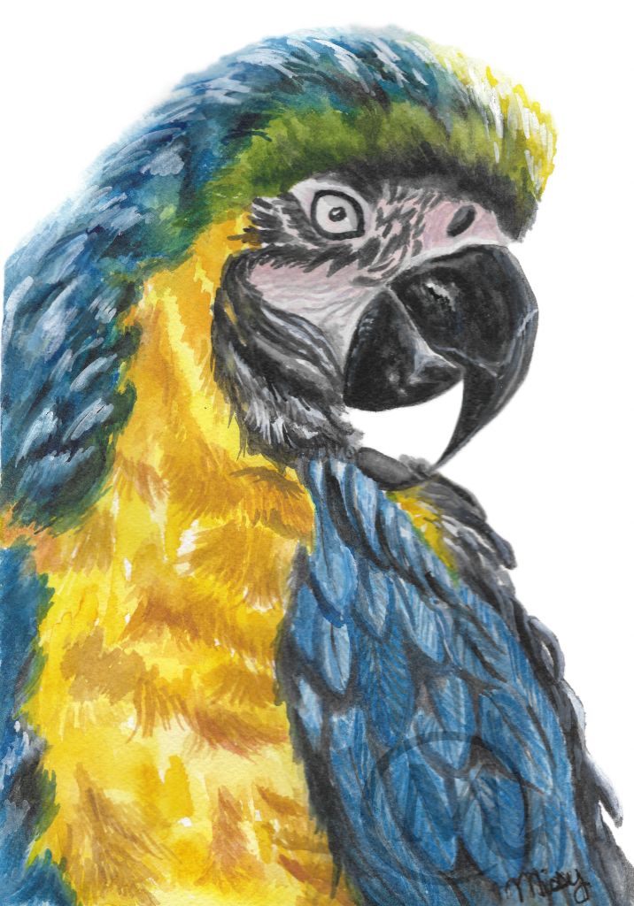 Marcelo the Parrot