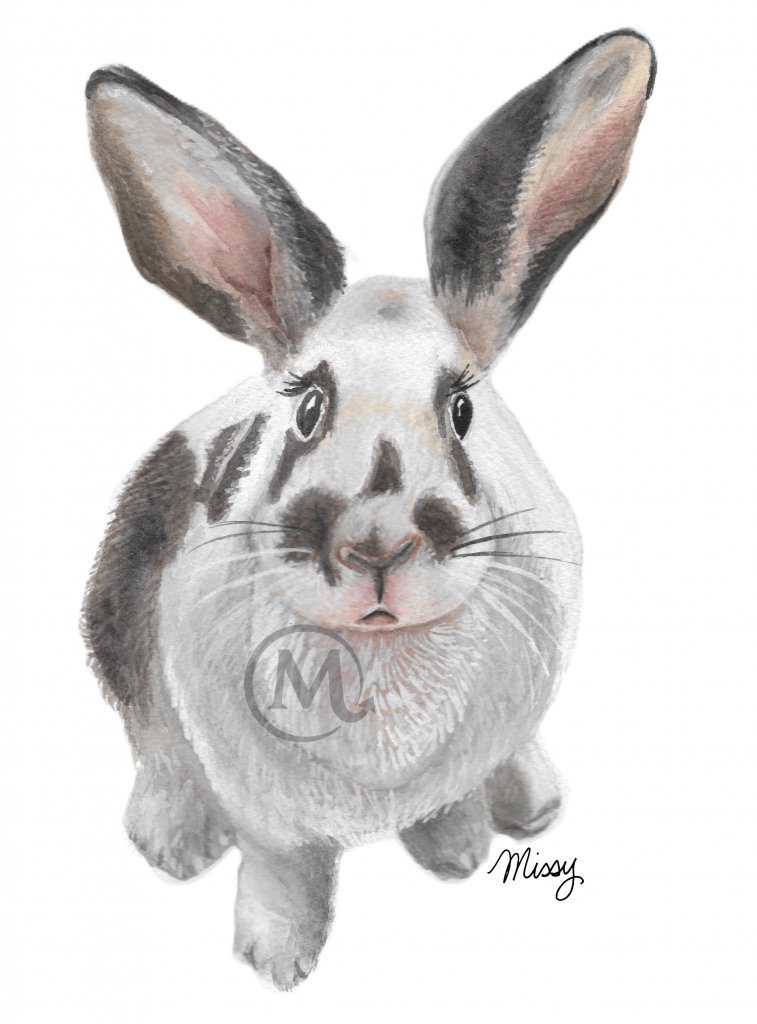 Notty the Rabbit