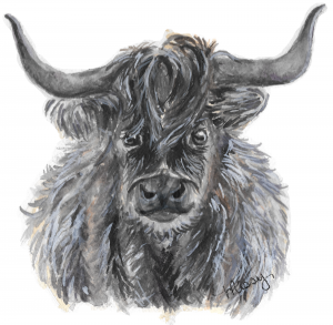 Moochacho the Highland Cow