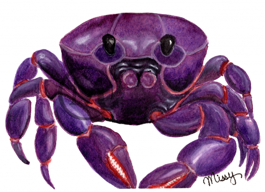 Princess the Crab
