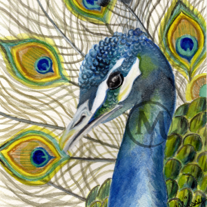 Mich the Peacock