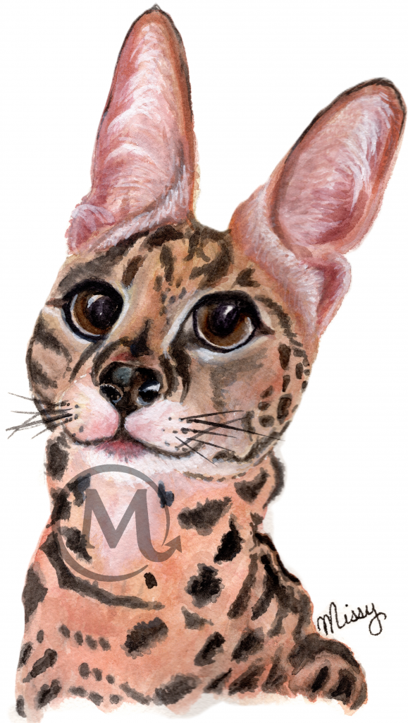 Chloe the Cat