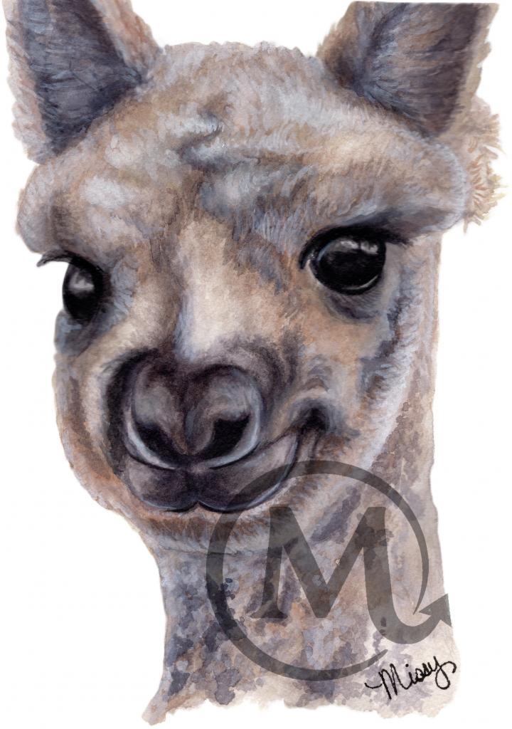 Sonny the Alpaca  (Commission)