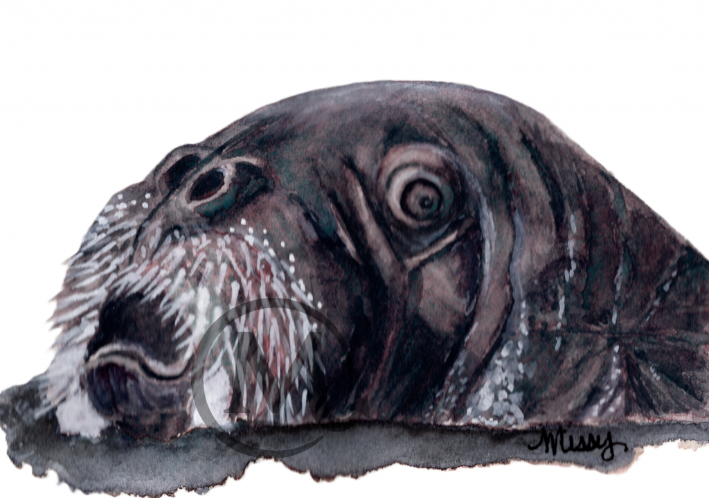 Walter the Walrus