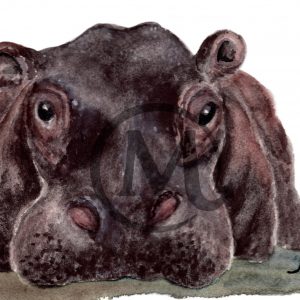 Zelda the Hippo