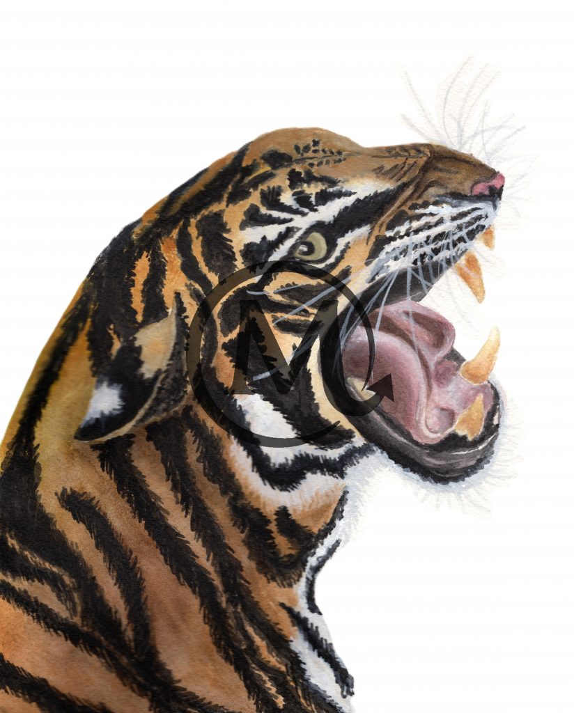 Quill the Tiger