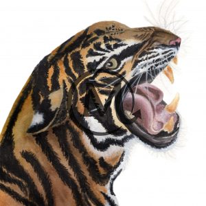 Quill the Tiger