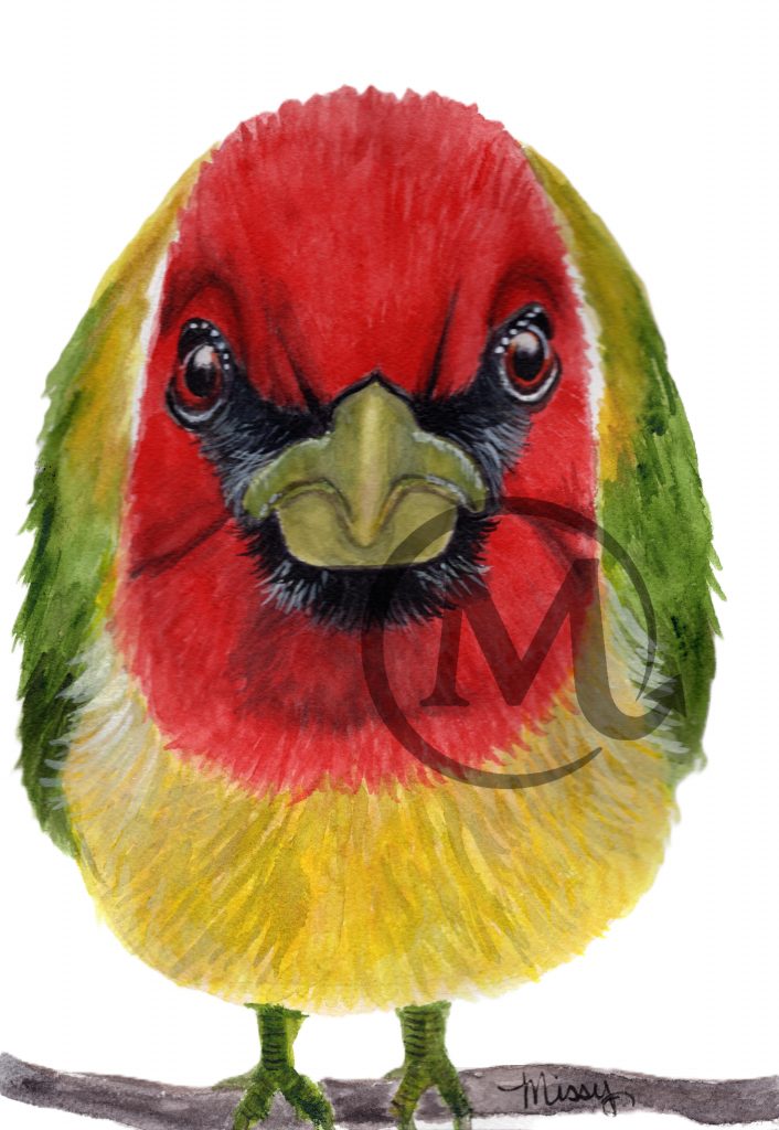 Barbet the Bird