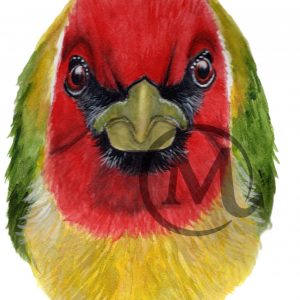 Barbet the Bird