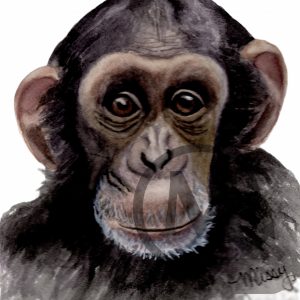 Virgal the Chimp
