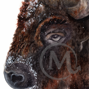 Ralph the Buffalo