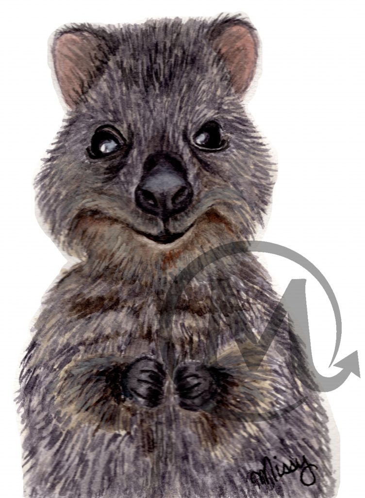 Qdoba the Quokka