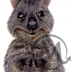Qdoba the Quokka