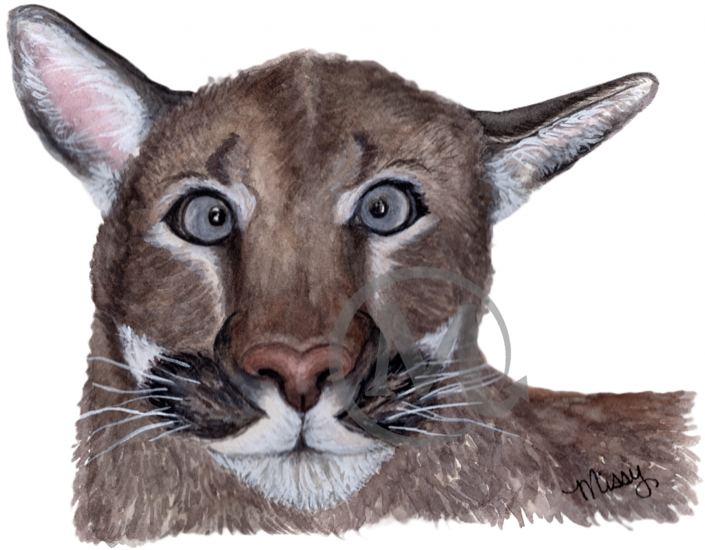 Sasha the Puma