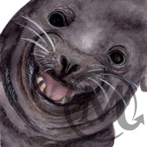 Jinks the SeaLion