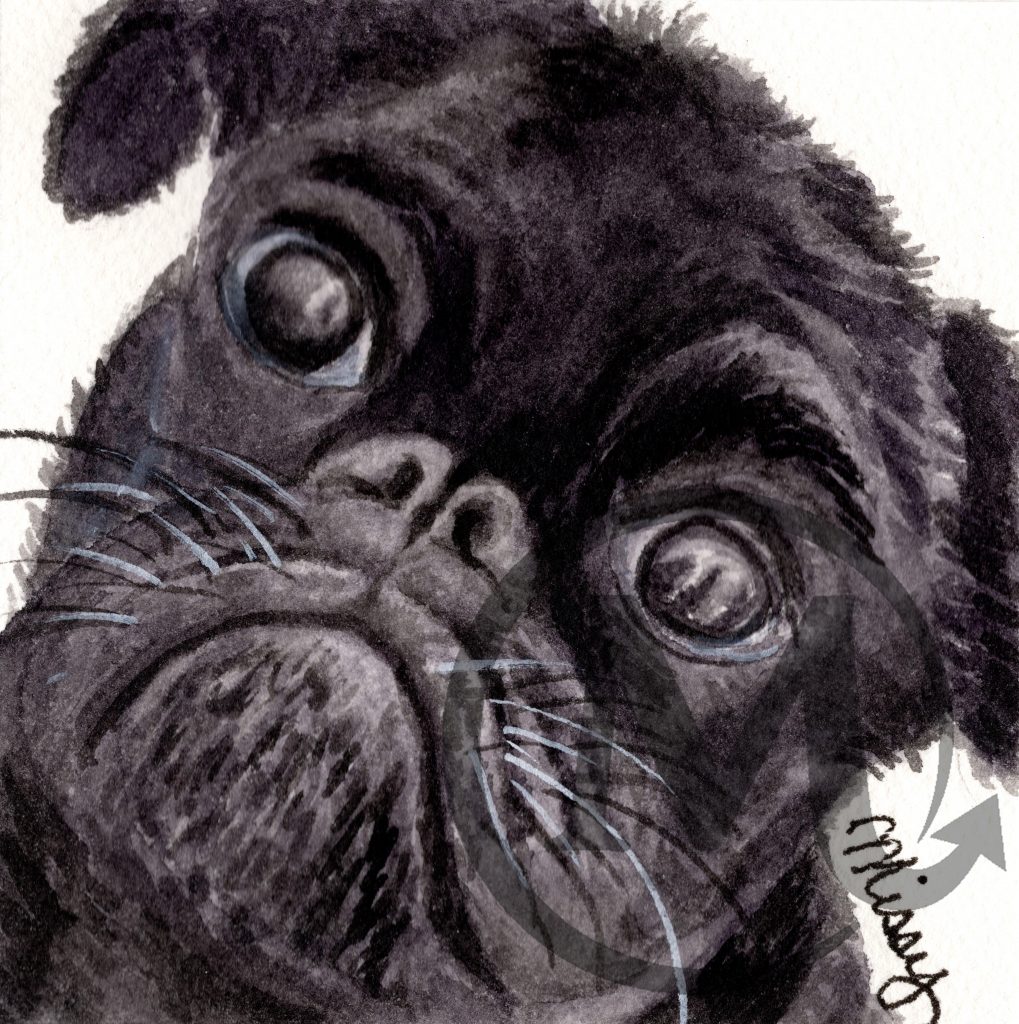 Nyx the pug