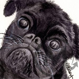 Nyx the pug