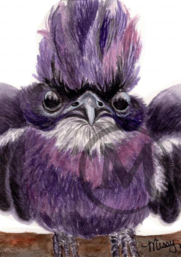 Willow the Purple