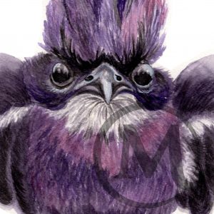 Willow the Purple