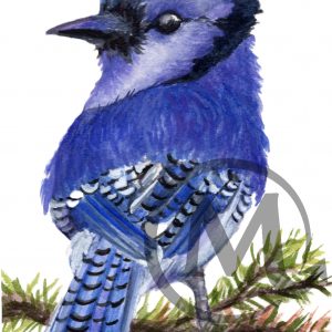 Jacob the BlueJay