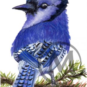 Jacob the BlueJay