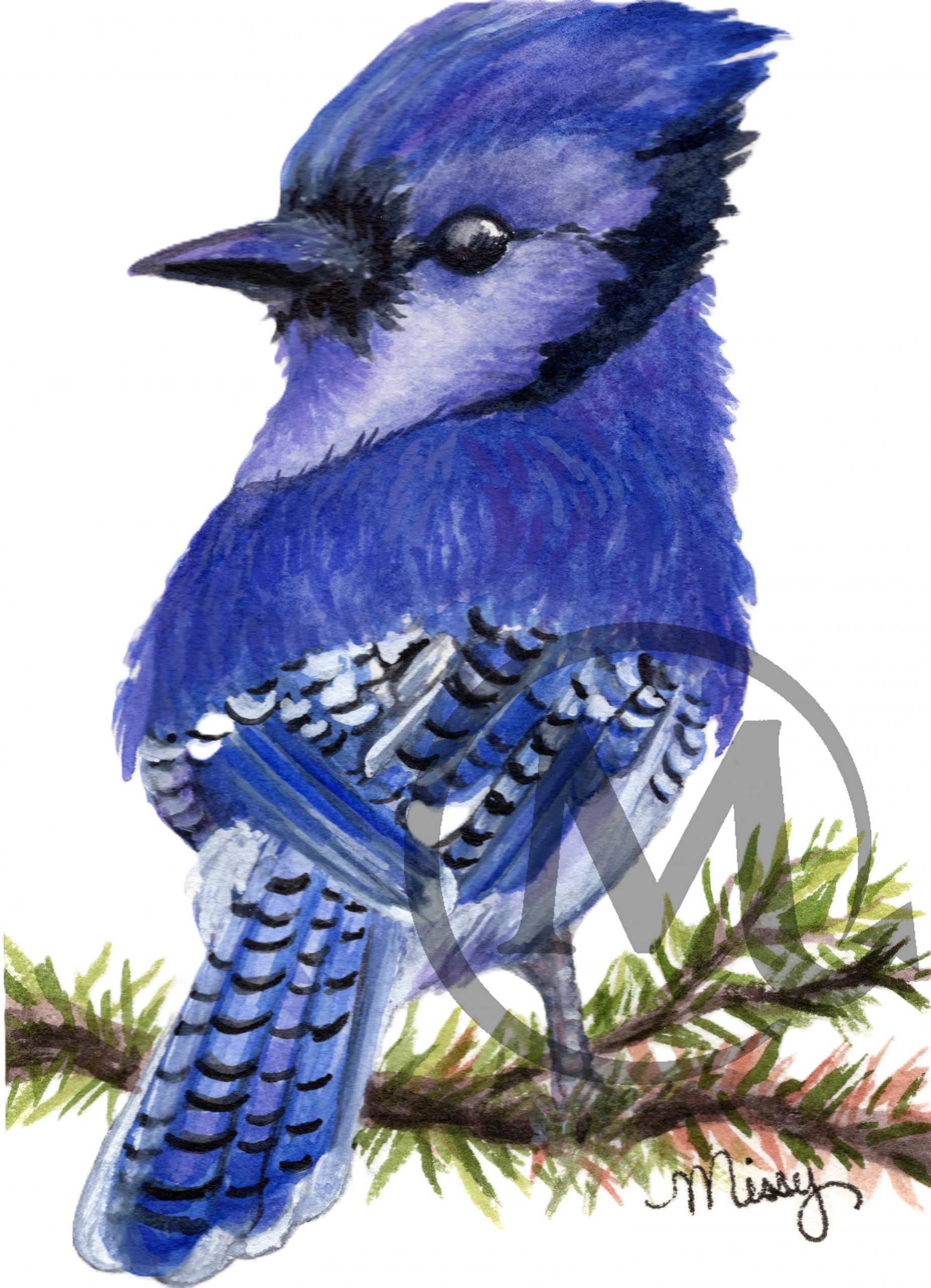 Jacob the BlueJay