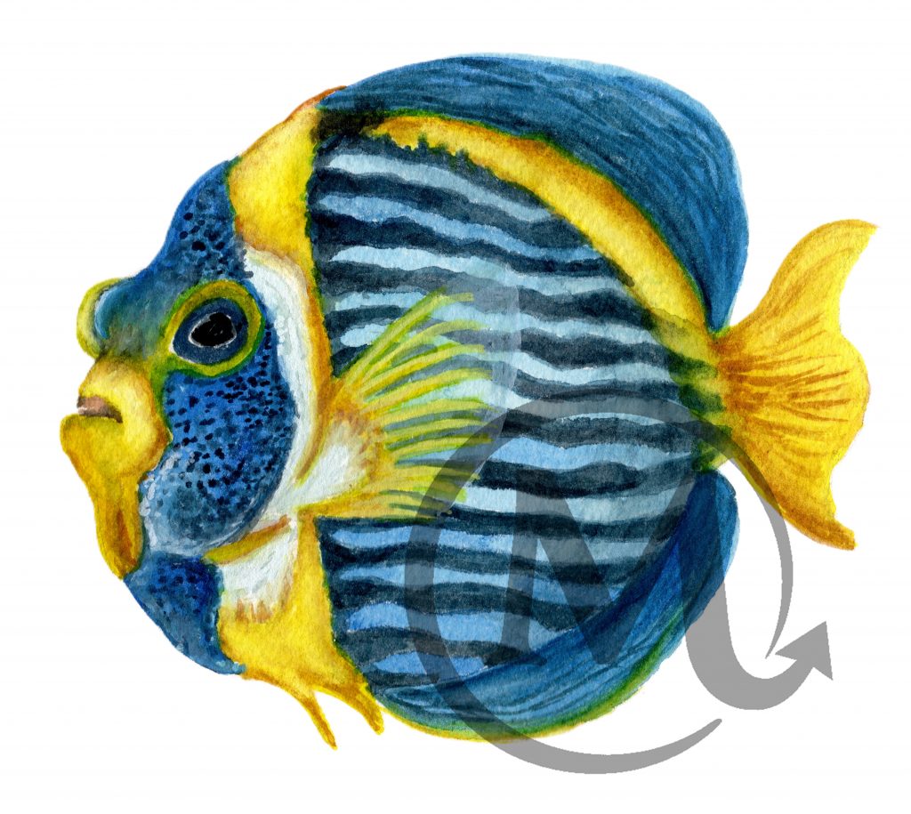 Erbry the Fish