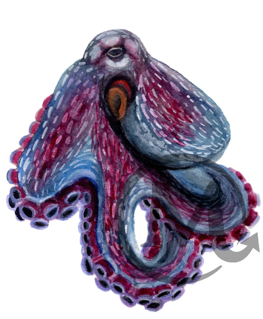 Tako Octopus